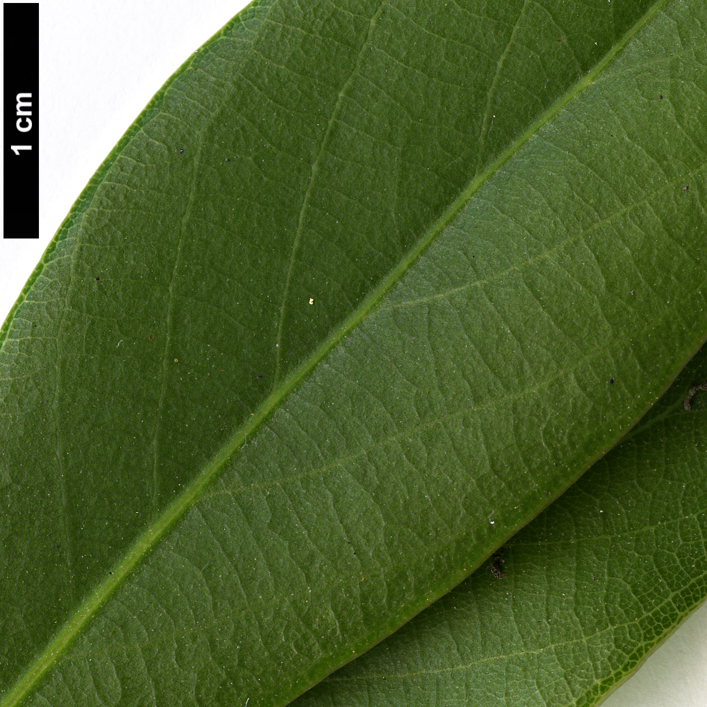 High resolution image: Family: Fagaceae - Genus: Lithocarpus - Taxon: litseifolius